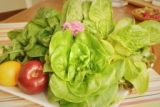 关于蔬食乐