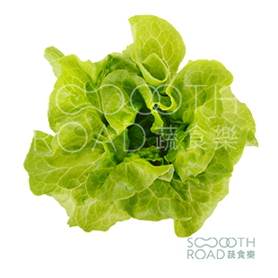 意大利奶油莴苣