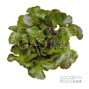 紫叶橡木莴苣